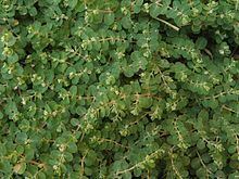Euphorbia chamaesyce httpsuploadwikimediaorgwikipediacommonsthu