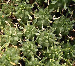 Euphorbia clavarioides httpsuploadwikimediaorgwikipediacommonsthu