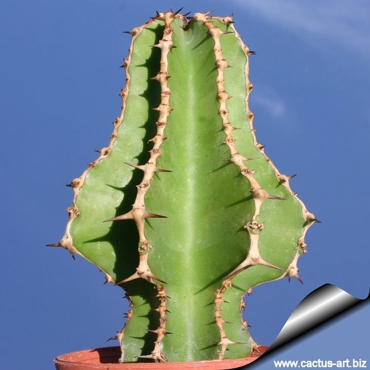 Euphorbia cooperi wwwcactusartbizschedeEUPHORBIAEuphorbiacoop