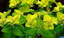 Euphorbia cornigera httpsuploadwikimediaorgwikipediacommonsthu