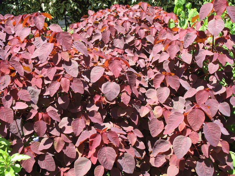 Euphorbia cotinifolia Online Plant Guide Euphorbia cotinifolia 39Burgundy Wine