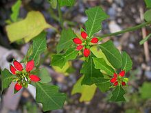 Euphorbia cyathophora httpsuploadwikimediaorgwikipediacommonsthu