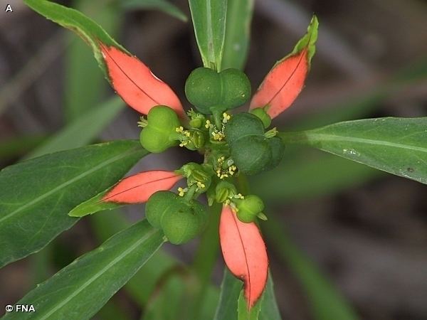 Euphorbia cyathophora Nature Search FIREONTHEMOUNTAIN Euphorbia cyathophora SPURGE