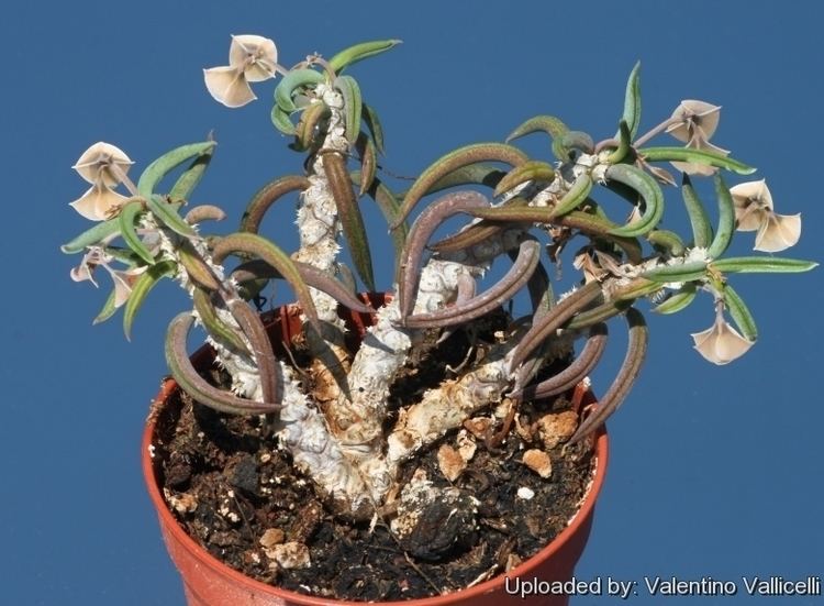 Euphorbia cylindrifolia wwwlliflecomphotosEuphorbiacylindrifolia2460