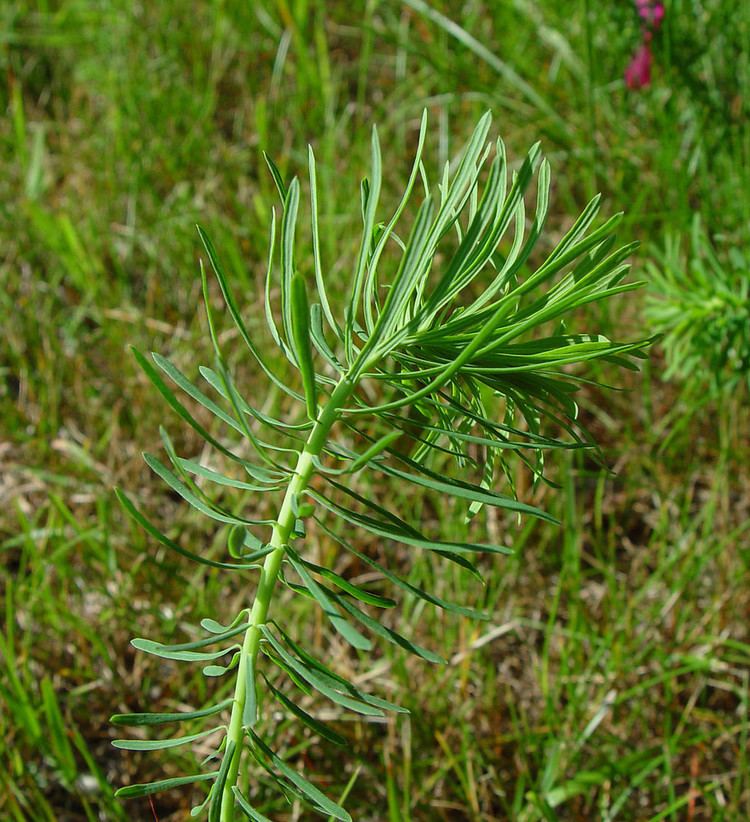 Euphorbia cyparissias Euphorbia cyparissias cypress spurge Go Botany