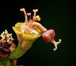 Euphorbia decidua httpsuploadwikimediaorgwikipediacommonsthu