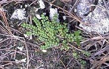 Euphorbia deltoidea httpsuploadwikimediaorgwikipediacommonsthu