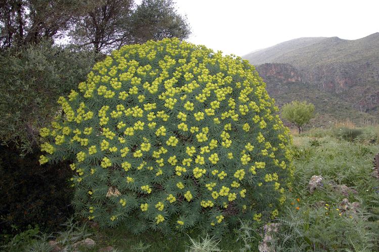 Euphorbia dendroides httpsuploadwikimediaorgwikipediacommonsee