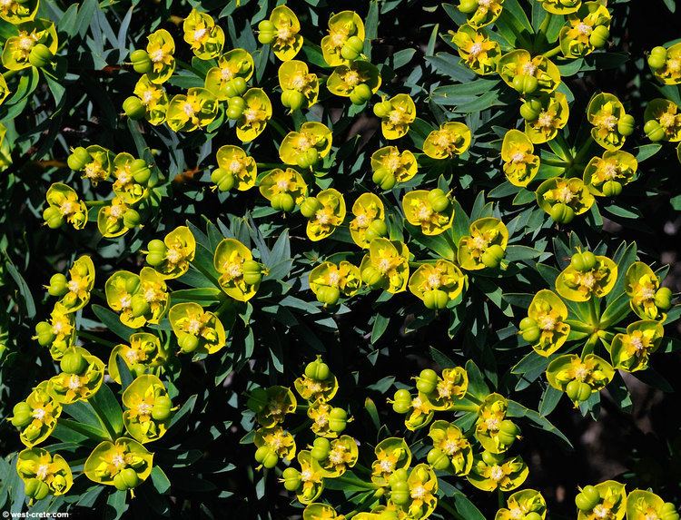 Euphorbia dendroides Euphorbia dendroides Tree spurge