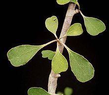 Euphorbia denisii httpsuploadwikimediaorgwikipediacommonsthu