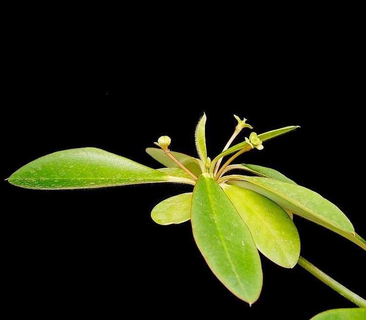 Euphorbia elliotii