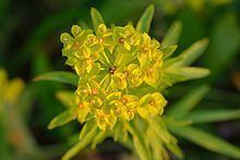 Euphorbia esula httpsuploadwikimediaorgwikipediacommonsthu