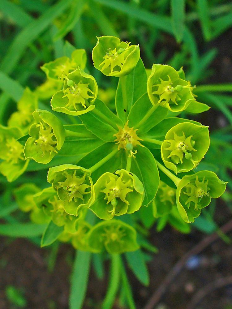 Euphorbia esula Euphorbia esula Wikiwand