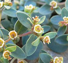 Euphorbia fendleri httpsuploadwikimediaorgwikipediacommonsthu