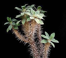 Euphorbia fianarantsoae httpsuploadwikimediaorgwikipediacommonsthu