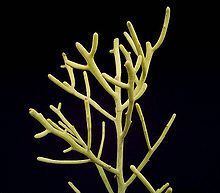 Euphorbia fiherenensis httpsuploadwikimediaorgwikipediacommonsthu