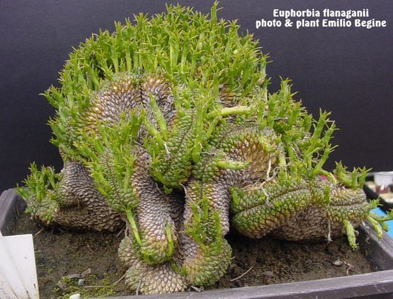 Euphorbia flanaganii Euphorbia flanaganii crested Plant Wish List Pinterest