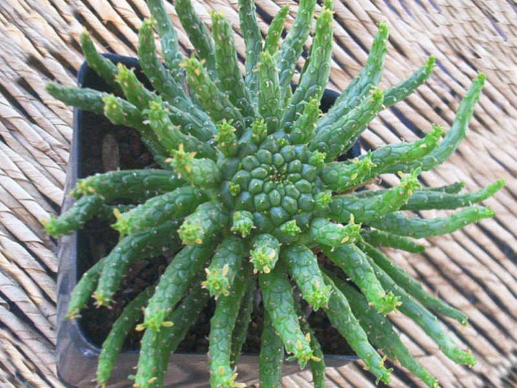 Euphorbia flanaganii Euphorbia flanaganii Medusa39s Head World of Succulents