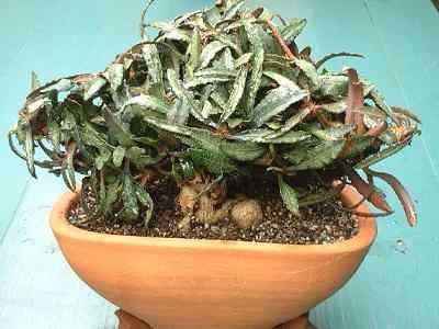Euphorbia francoisii CAUDICIFORM Euphorbia francoisii
