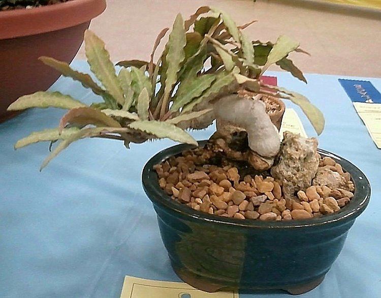 Euphorbia francoisii httpsflickrpNj2fjh Euphorbia francoisii CSSA 2016JPG