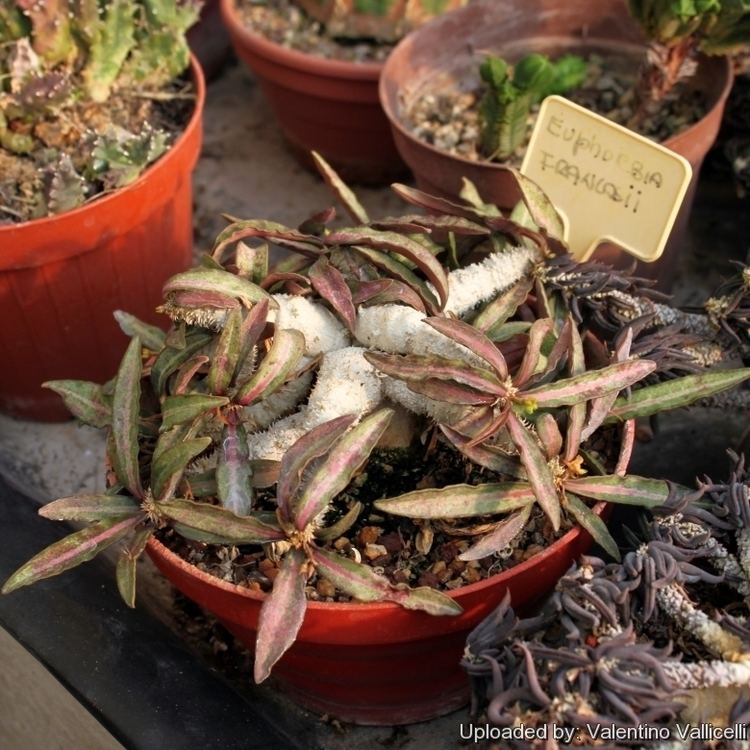 Euphorbia francoisii Euphorbia francoisii