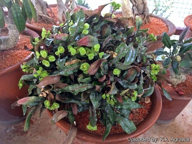 Euphorbia francoisii wwwlliflecomphotosEuphorbiafrancoisii23537ljpg