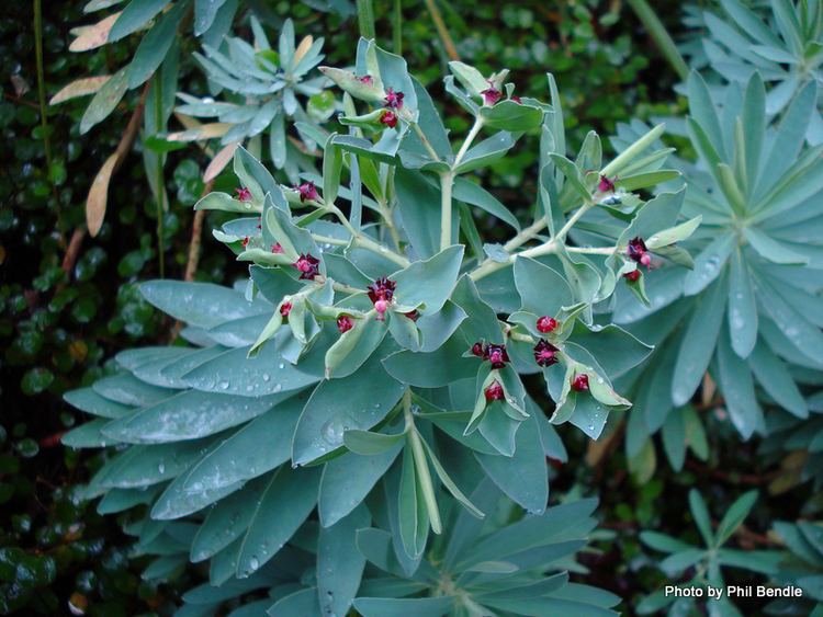 Euphorbia glauca ketenewplymouthpeoplesnetworknzinfoimagefiles