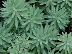 Euphorbia glauca Catalogue See the range we grow over the year