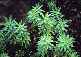 Euphorbia glauca Euphorbia glauca New Zealand Plant Conservation Network