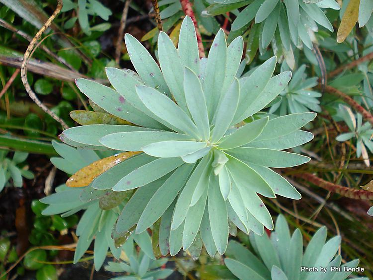 Euphorbia glauca TERRAIN Taranaki Educational Resource Research Analysis