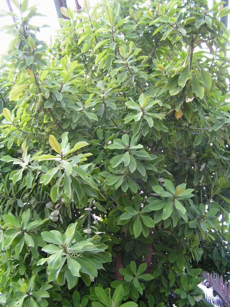 Euphorbia grantii plant