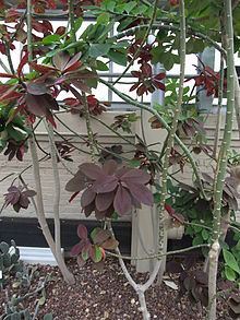 Euphorbia grantii with reddish-purple leaves.