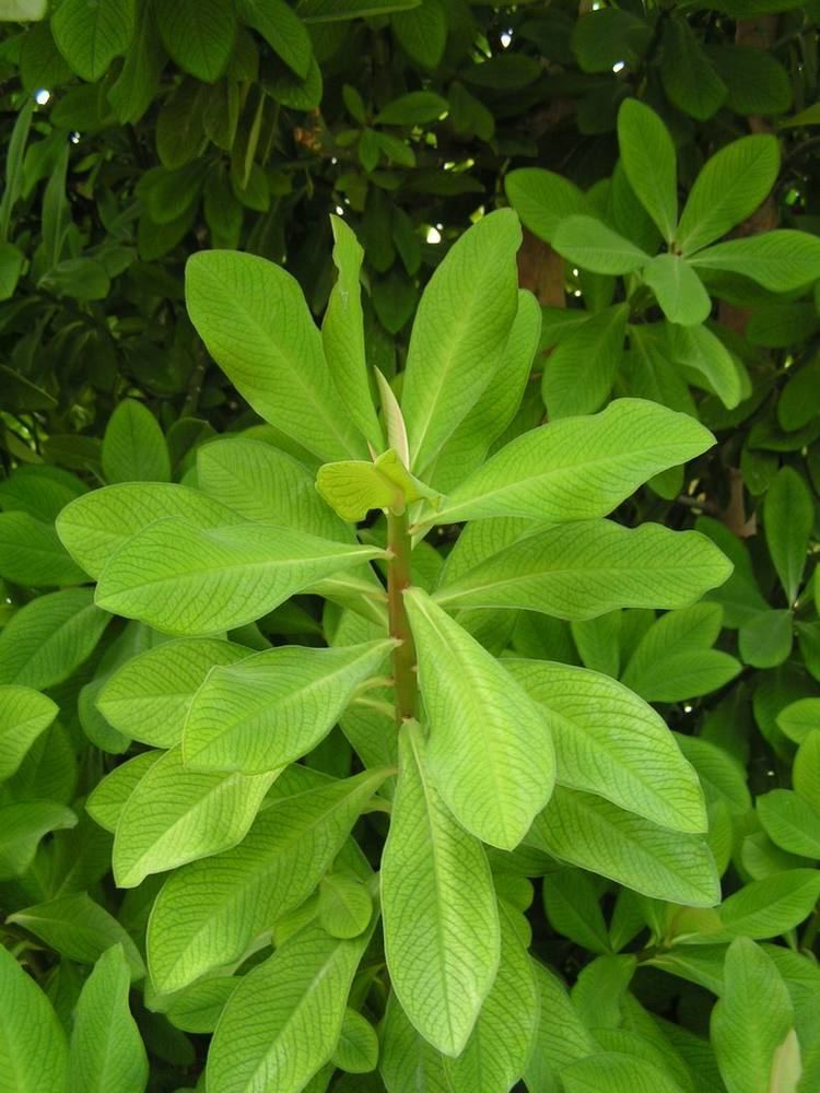 Close-up view of a Euphorbia grantii.