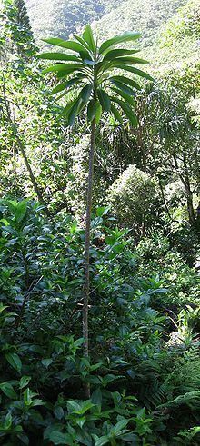 Euphorbia haeleeleana httpsuploadwikimediaorgwikipediacommonsthu
