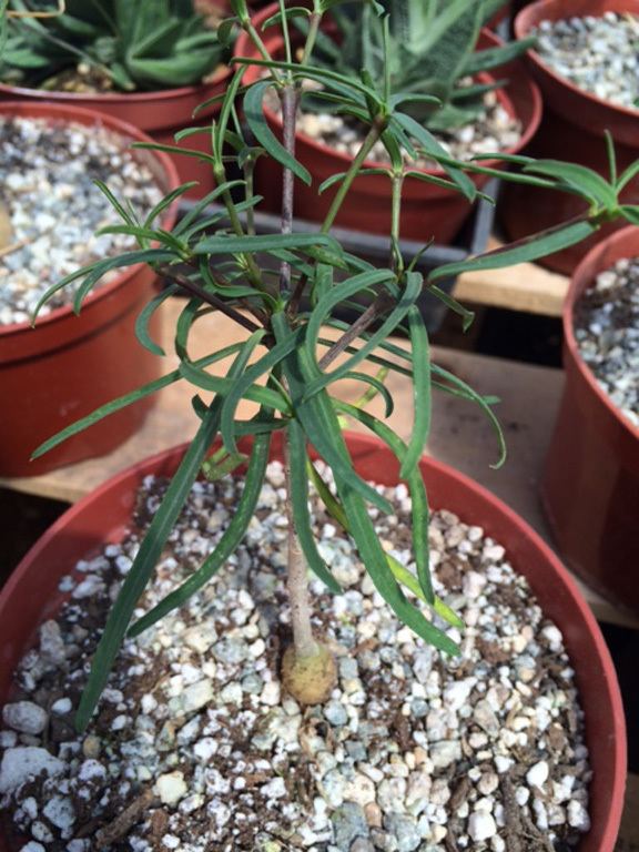 Euphorbia hedyotoides Succulents Euphorbia hedyotoides