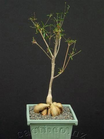 Euphorbia hedyotoides Euphorbia hedyotoides