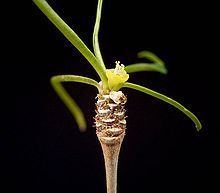 Euphorbia hedyotoides httpsuploadwikimediaorgwikipediacommonsthu