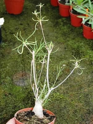 Euphorbia hedyotoides CAUDICIFORM Euphorbia hedyotoides