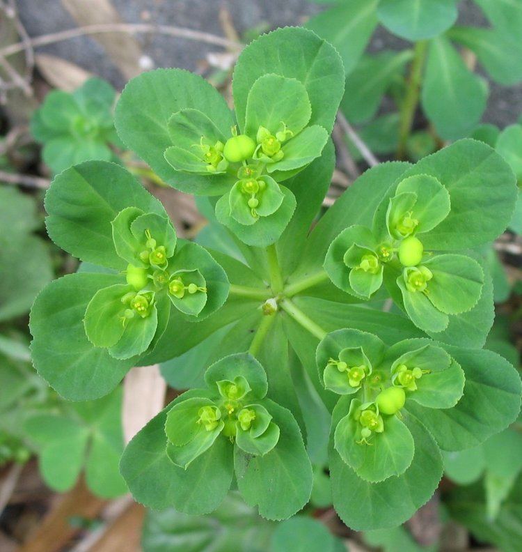 Euphorbia helioscopia httpsuploadwikimediaorgwikipediacommonsdd