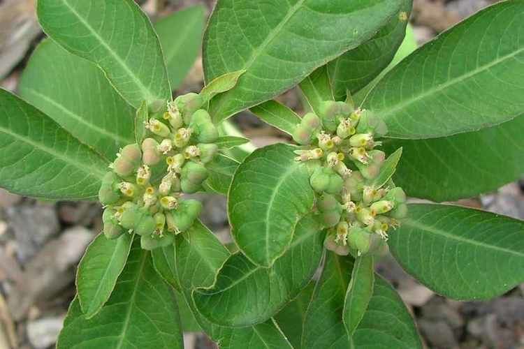 Euphorbia heterophylla after losing coloration of its cyathia