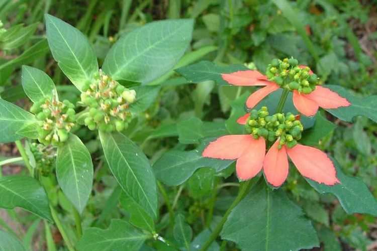 On the left, Euphorbia heterophylla after losing coloration of its cyathia while on the right, is the Cyathia of Euphorbia heterophylla