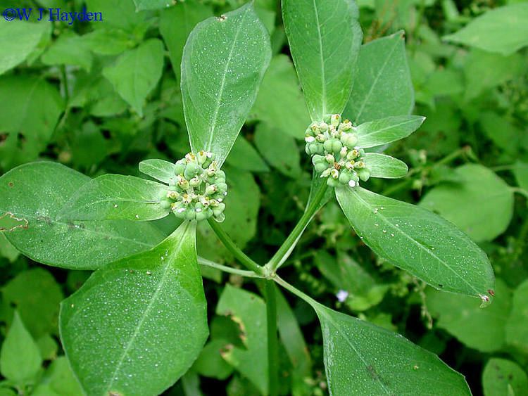 Euphorbia heterophylla after losing coloration of its cyathia