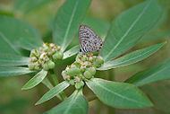 Euphorbia heterophylla after losing coloration of its cyathia and a black and white dotted butterfly drinking nectar