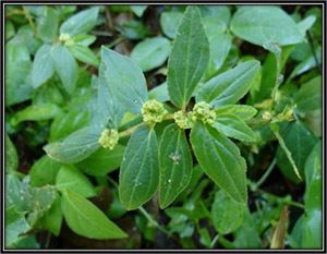 Euphorbia hirta Euphorbia Hirta Uses amp Benefits of Euphorbia Always Ayurveda