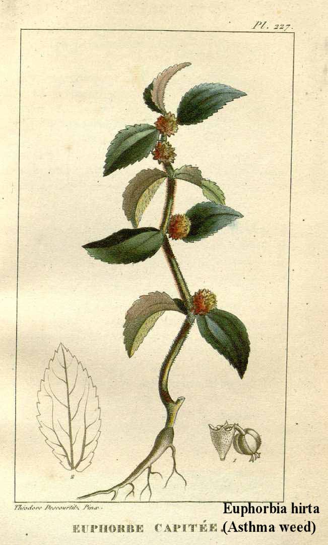 Euphorbia hirta EUPHORBIA HIRTA L ASTHMA WEED