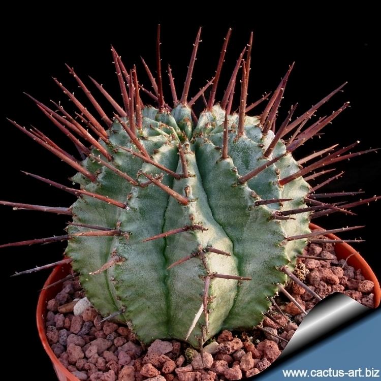Euphorbia horrida wwwcactusartbizschedeEUPHORBIAEuphorbiahorr