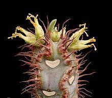 Euphorbia iharanae httpsuploadwikimediaorgwikipediacommonsthu