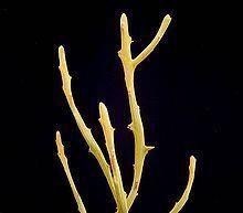 Euphorbia imerina httpsuploadwikimediaorgwikipediacommonsthu