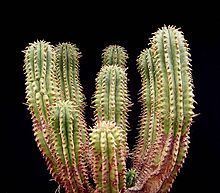 Euphorbia inconstantia httpsuploadwikimediaorgwikipediacommonsthu