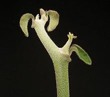 Euphorbia kamponii httpsuploadwikimediaorgwikipediacommonsthu